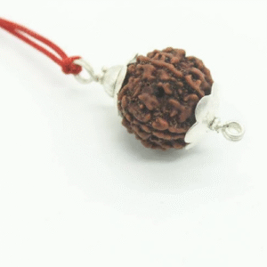 7 Face Rudraksh with Silver Cappings