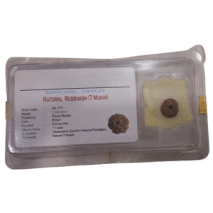 Natural Rudraksh(7 Mukhi)