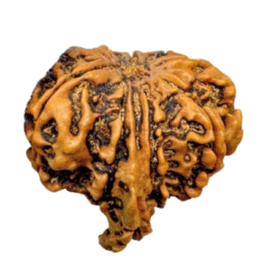 9 Mukhi Ganesh Rudraksha