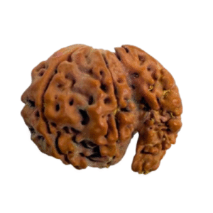 1 Mukhi Sawaar Rudraksha
