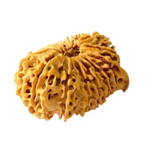 16 Mukhi with Ganesh Rudraksha