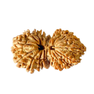 19 Mukhi Gaurishankar Rudraksha